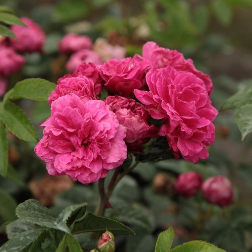 Gärtnerei - Rosa Bajor Gizi - rosa - zwergrosen - mittel-stark duftend - Márk Gergely - Ihre Blüte ist mittelkräftig, vom 4 cm Durchmesser, rosa mit lilanem Stich und straußähnlich.Die Blütezeit beginnt in der ersten Junihälfte und dauert bis zum Herbst f